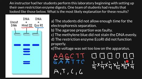 How To Read & Interpret Gel Electrophoresis .